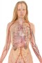 anatomy-254120_960_720